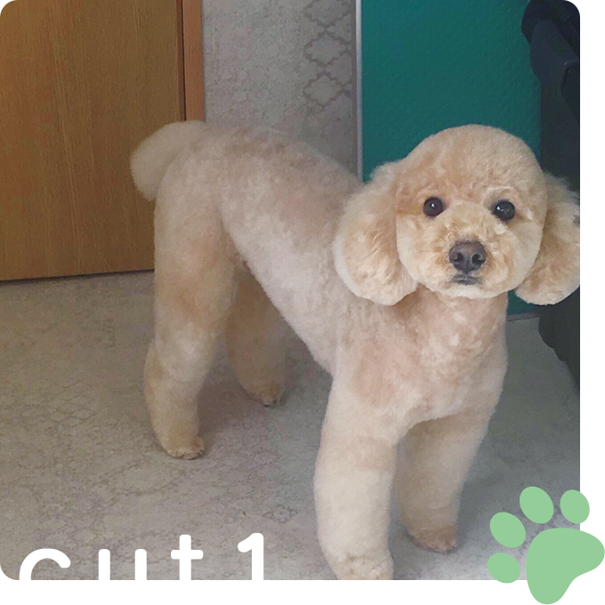 カットイメージ