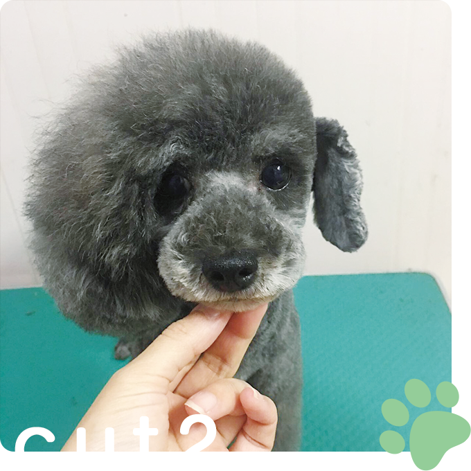 カットイメージ