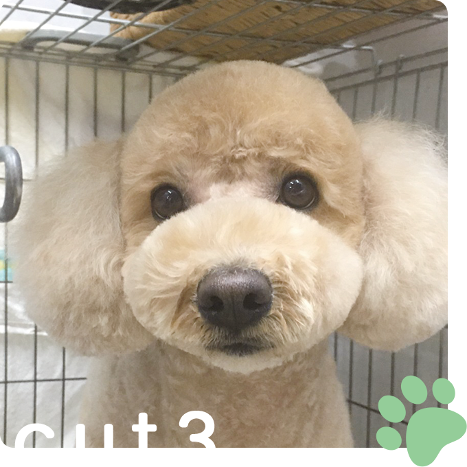 カットイメージ