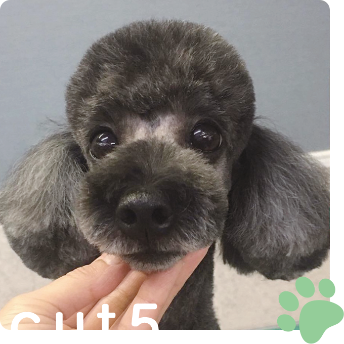 カットイメージ